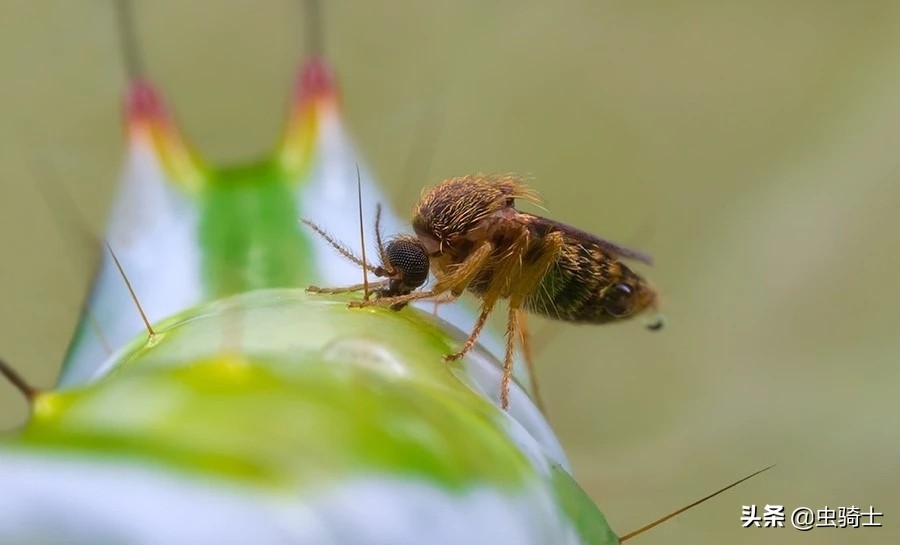 自然科普动物世界,昆虫里的小蚊子哪些会吸人的血