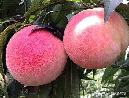 最晚熟最甜的桃子品种是哪些,最好吃的桃子是哪种
