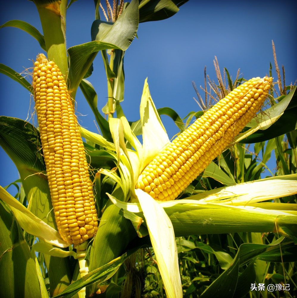 最是八月玉米棒，梦里都金黄