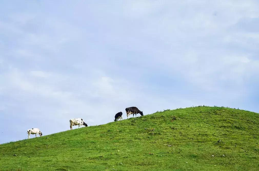 川西彩林自驾风景,川西三大草原绝美自驾游