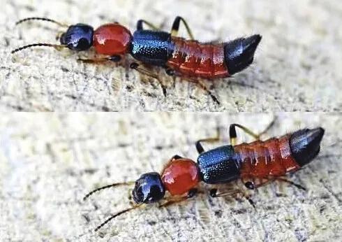 无毒隐翅虫有危害吗,毒虫隐翅虫毁容