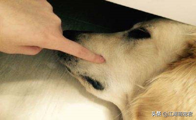 狗狗的肢体动作都代表什么,狗狗的8个举动什么意思