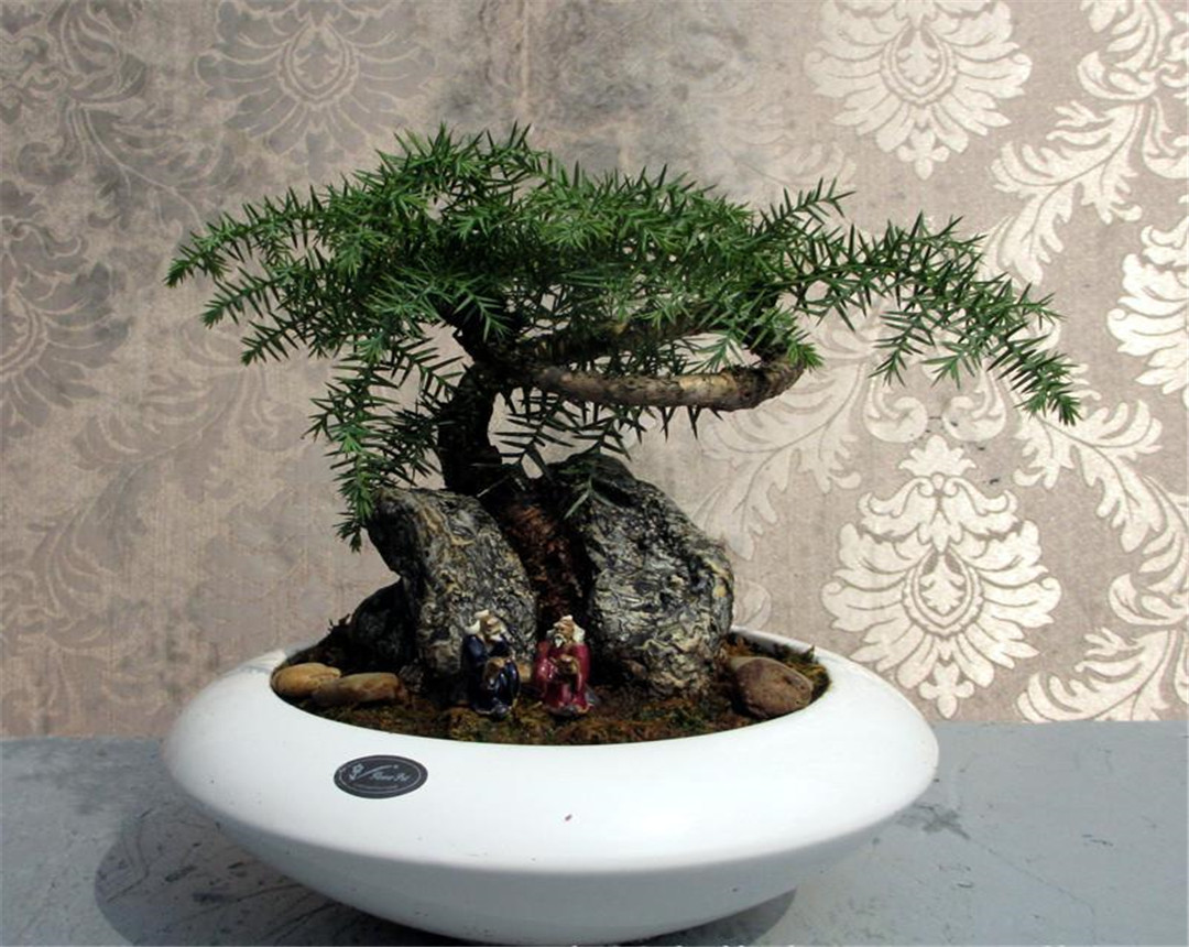 澳洲杉枯黄了还会活吗,澳洲杉怎么换盆后慢慢黄叶了