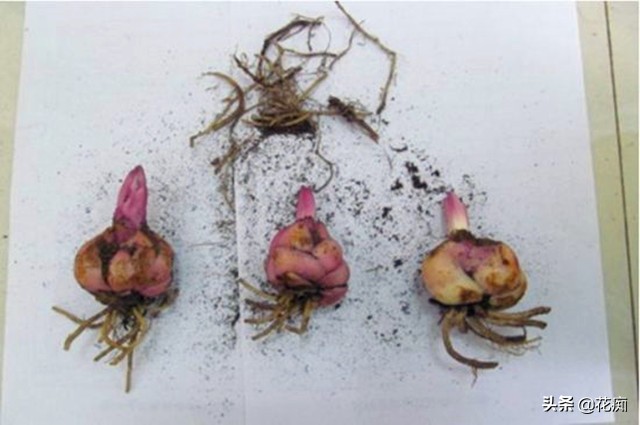 枯萎的百合花有什么用,枯萎的百合花怎么救