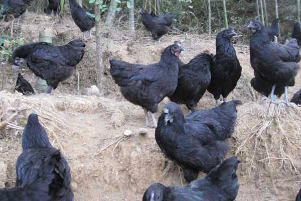 散养绿壳蛋鸡饲料配方,笼养蛋鸡要什么饲料最好