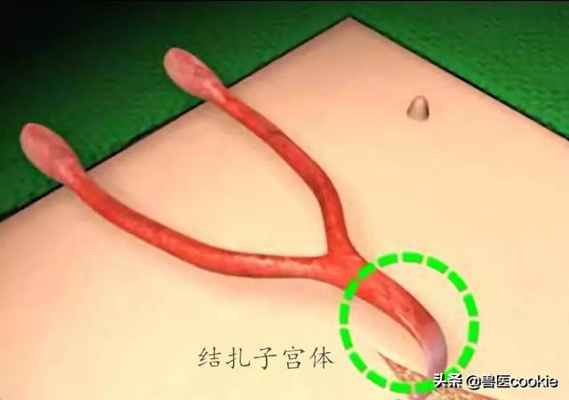 科普:关于犬猫去势/绝育的知识