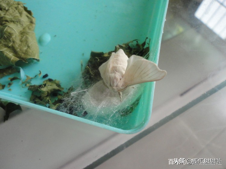 小朋友的蚕结茧了,蚕宝宝变成蛹以后多少天变成飞蛾