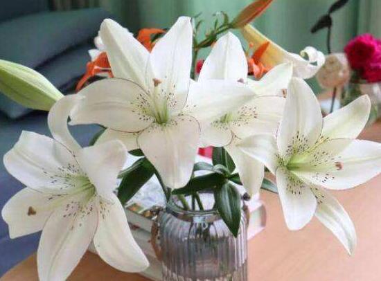 百合花盆栽施肥方法步骤,百合花生长期要施什么肥最好