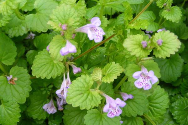 活血丹用什么土栽培,活血丹怎么种植