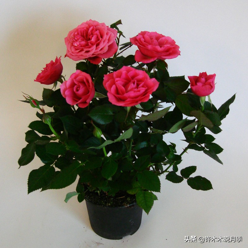 阳台最好养的月季品种推荐,四季开花最好养最好看的月季