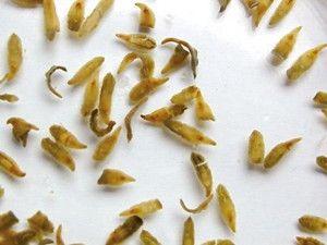 牛羊体外驱虫高效快速好方法,牛羊怎么驱虫才有效