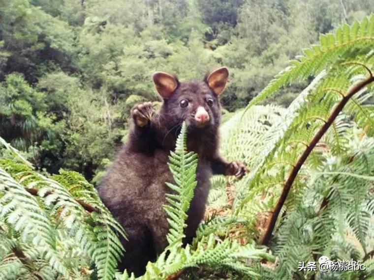 带你看新西兰风景,去看一次新西兰风景