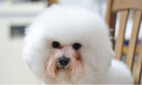 小比熊的泪痕怎么一次去掉,比熊吃什么狗粮能消除泪痕