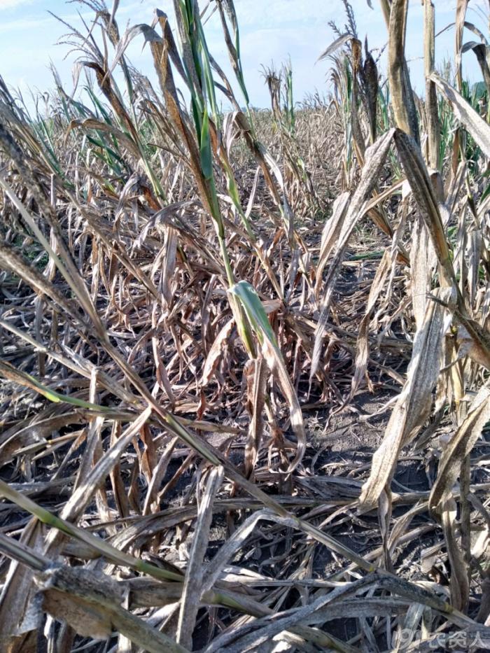 玉米花生种植高产技术,玉米高产高效种植技术