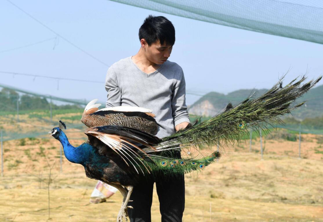 养殖农业为什么不赚钱,养殖为什么很少发财的