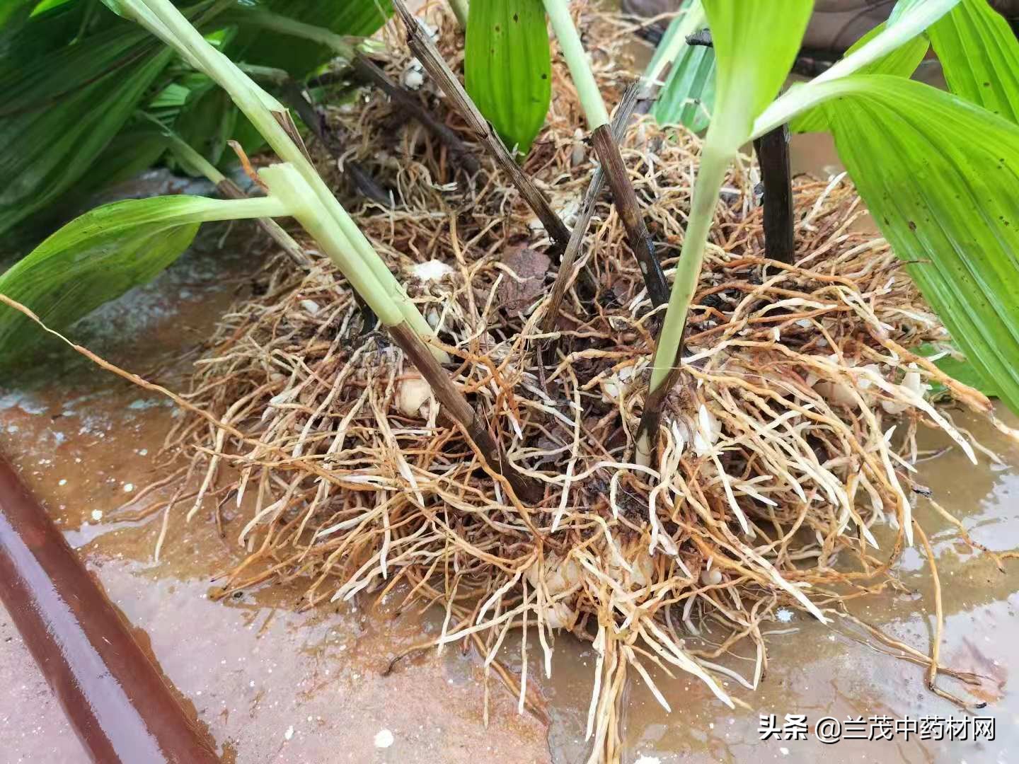 了解中药材涨价品种近日行情,今日昆明中药材价格