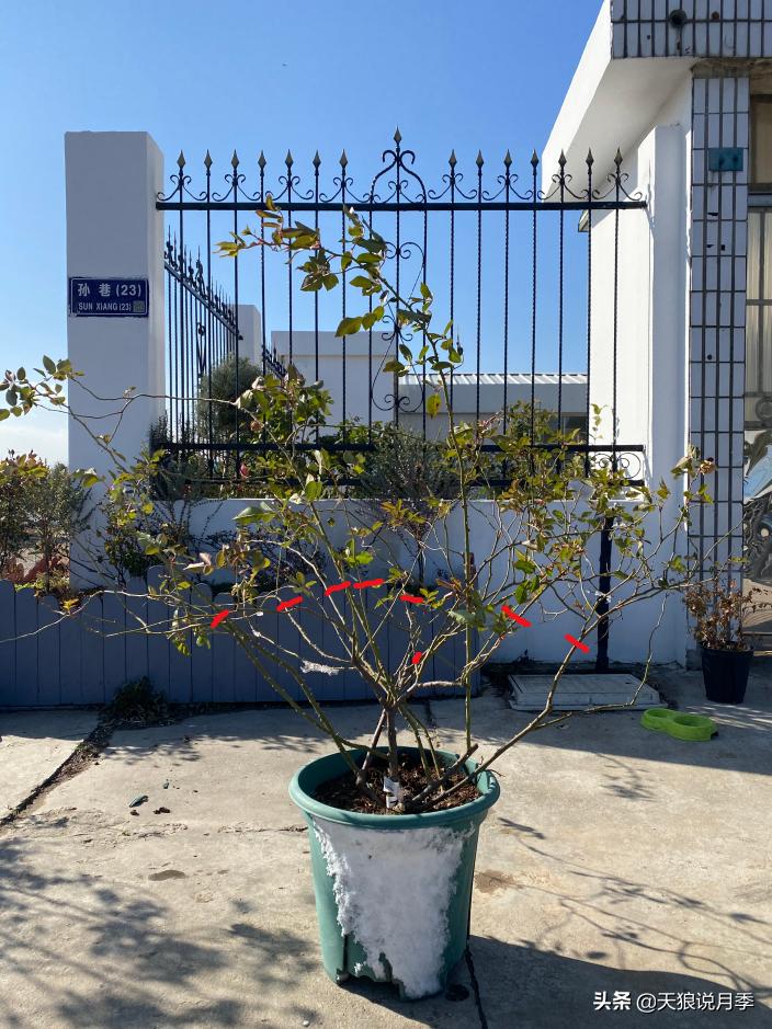 天狼说月季不长根,天狼说月季老苗修剪