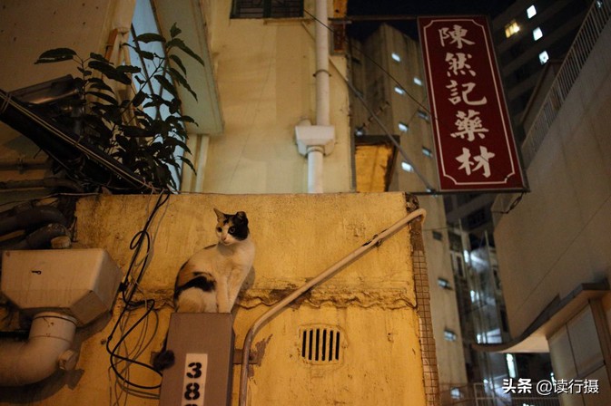 转角遇到猫探店,转角遇到猫打卡