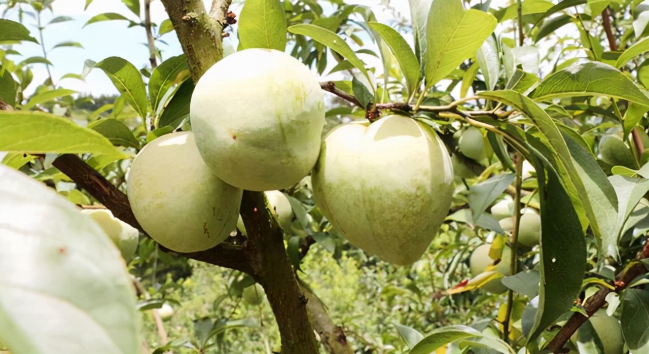 哪种水果原浆美容养颜,这几类水果多吃美容养颜