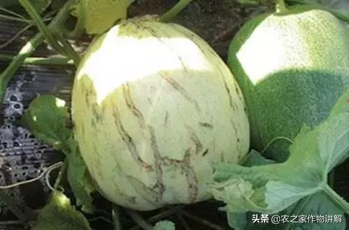 甜瓜裂瓜的防治方法视频,如何防治甜瓜裂口