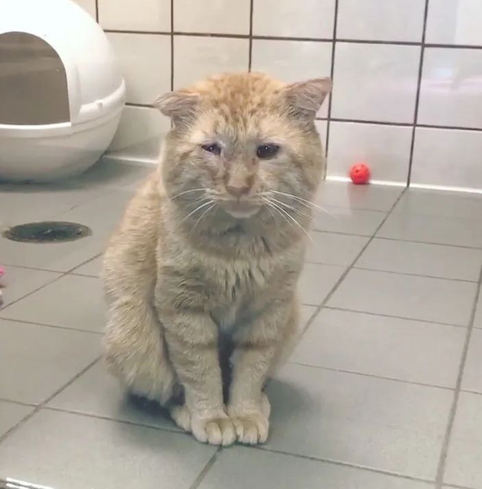 房东不准养猫谁能把猫领养,租房时房东不让养猫然后发了图片