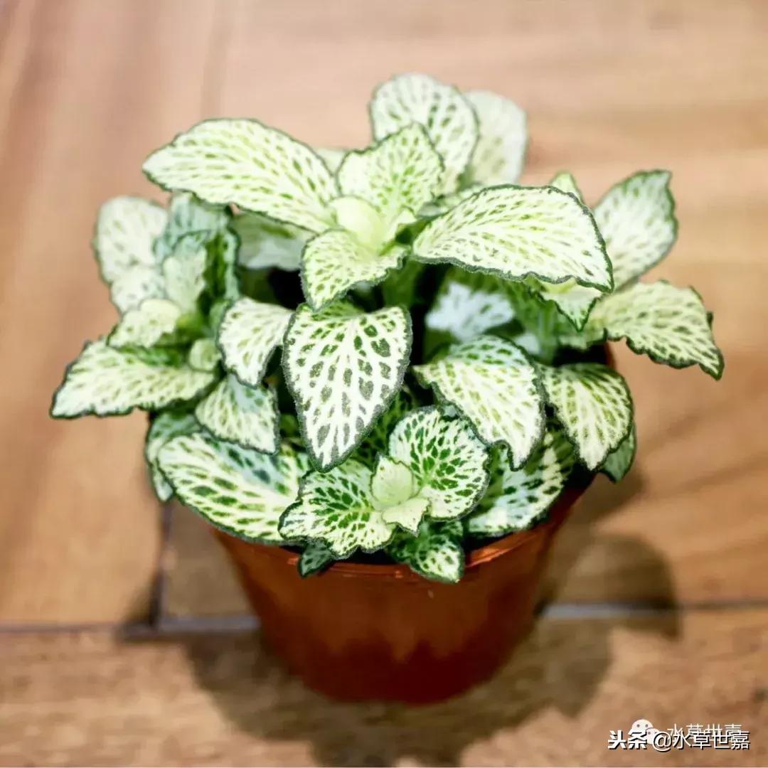 30cm水陆缸适合养什么,水陆缸植物前景中景后景搭配介绍