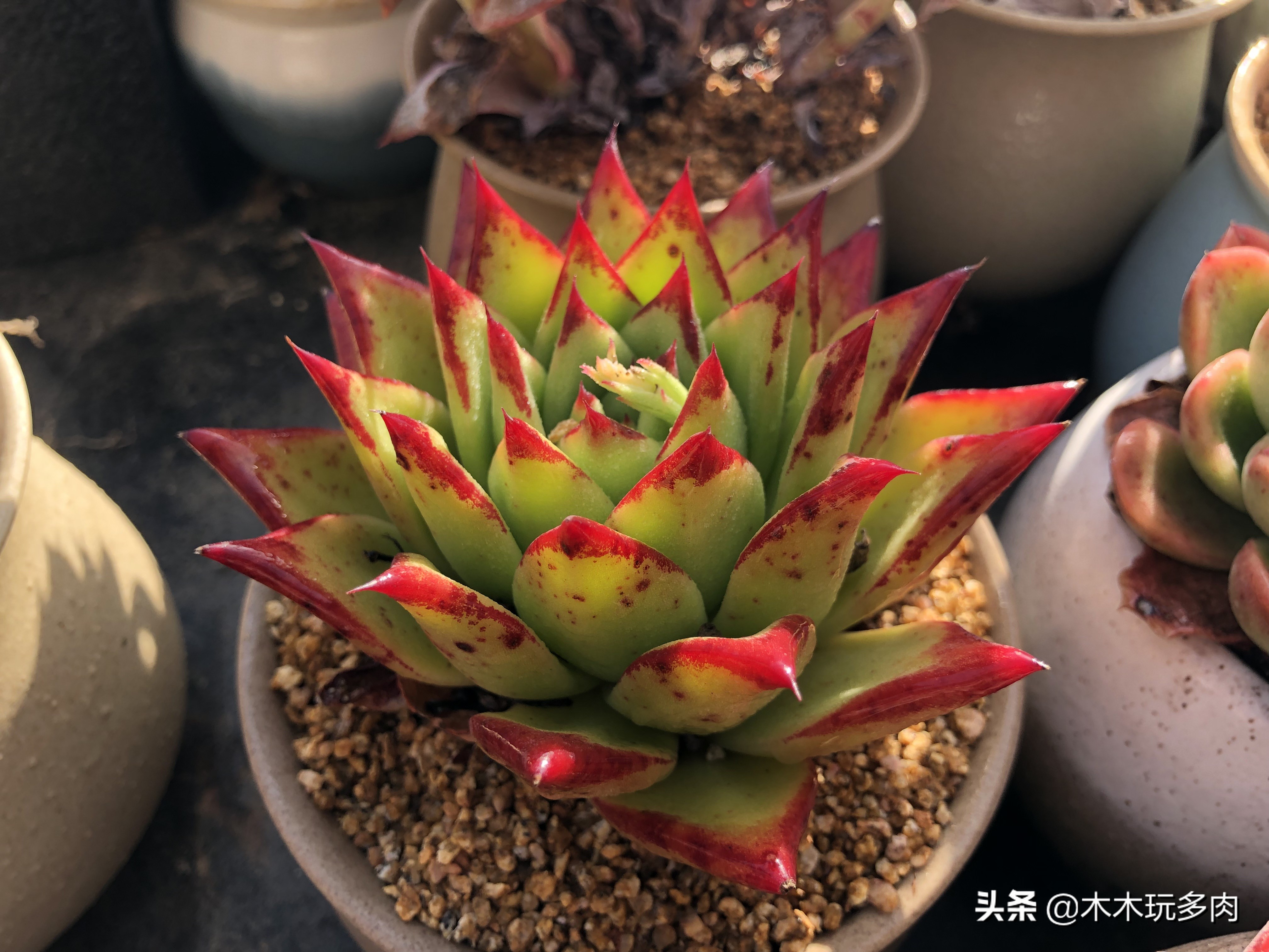 多肉植物如何插枝繁育易活,繁殖能力强又好养的多肉植物