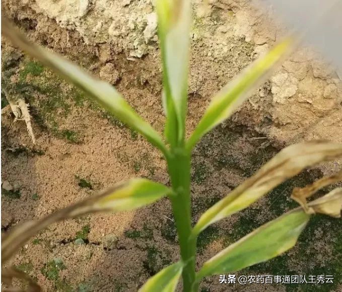 目前最好的除草剂成分有哪些,常用除草剂简介汇总