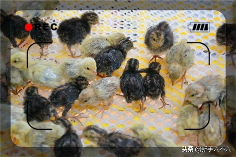 适合农村创业的十大养殖项目,适合农村创业的十大养殖创业项目