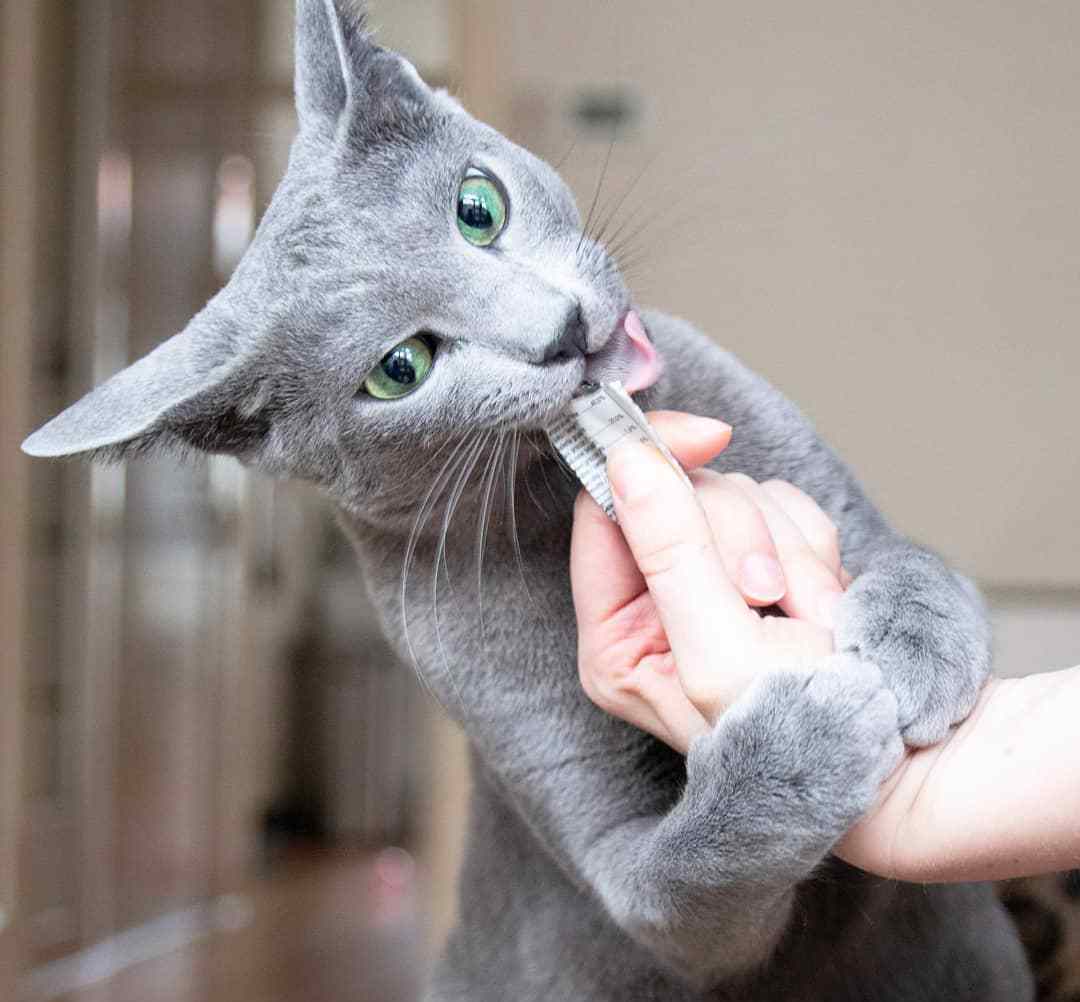 铲屎官熬夜怎么让猫咪乖乖睡觉,猫咪晚上不睡觉铲屎官该怎么办