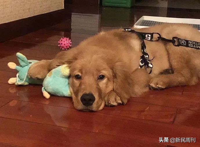 空运金毛死了,托运被热死的金毛