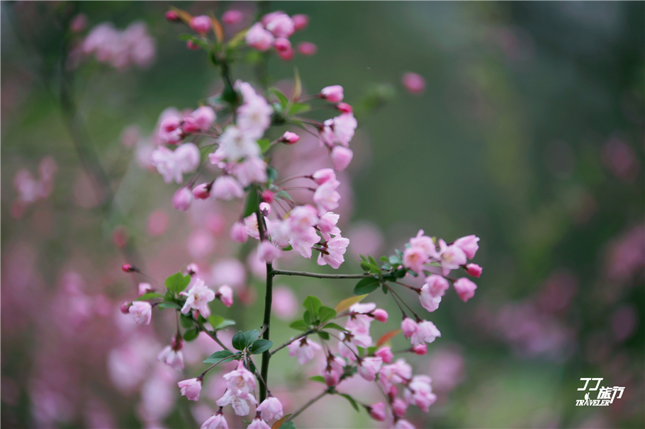 武汉最值得去的五个景点,最近武汉最值得去的景点