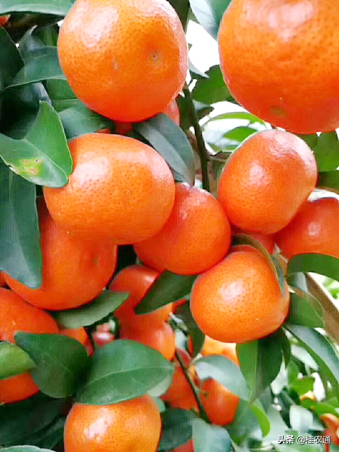 广西容县沙田柚的发展历程,广西沙田柚哪里最出名
