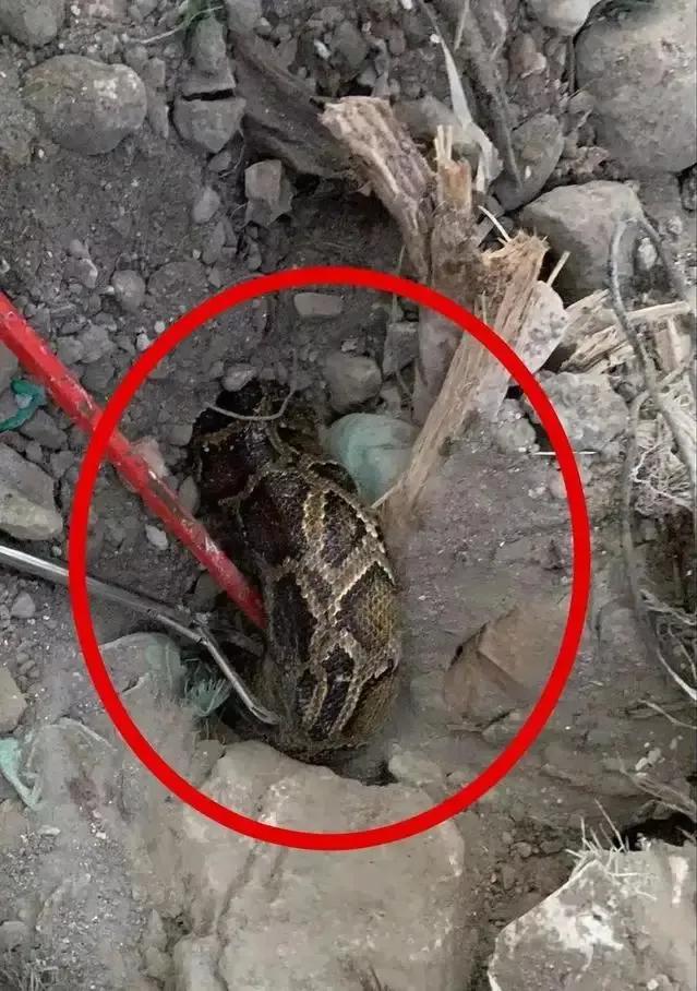 地铁站附近惊现大蟒蛇,广东一地铁口附近惊现五米长蟒蛇