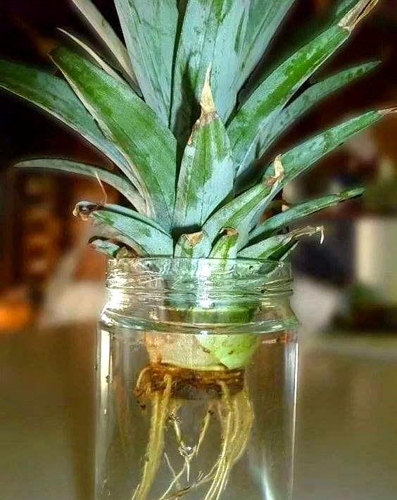 买回来剩下的菠萝头能重新栽种吗,吃菠萝剩下的菠萝头怎样种菠萝