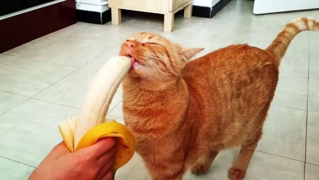 猫一天不吃不喝会拉屎,猫一天不吃东西没事吧