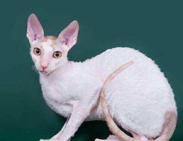 每天送小猫咪,每天认识一只猫德文卷毛猫