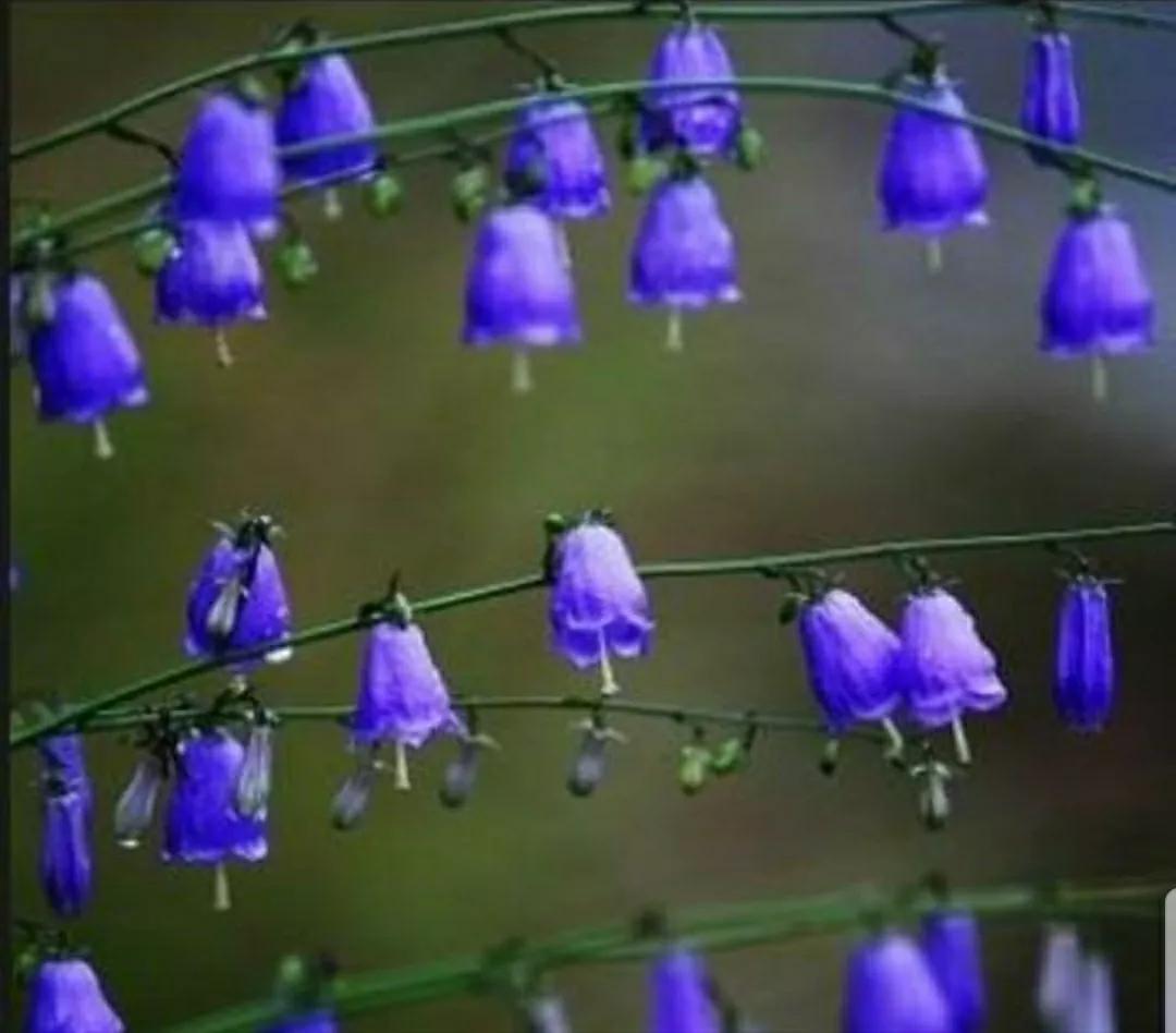 铃儿响叮当双音和弦五线谱,铃儿响叮当三级长笛