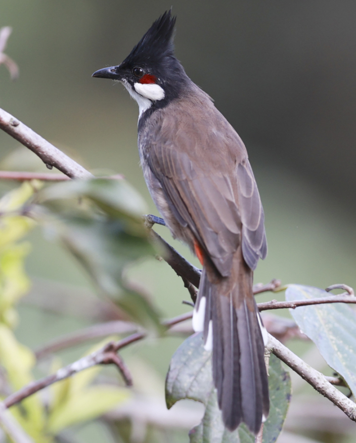 鸟中“C罗”来了!据说是西湖最酷的仔