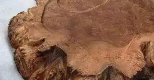 柴木是什么树种,柴木是什么