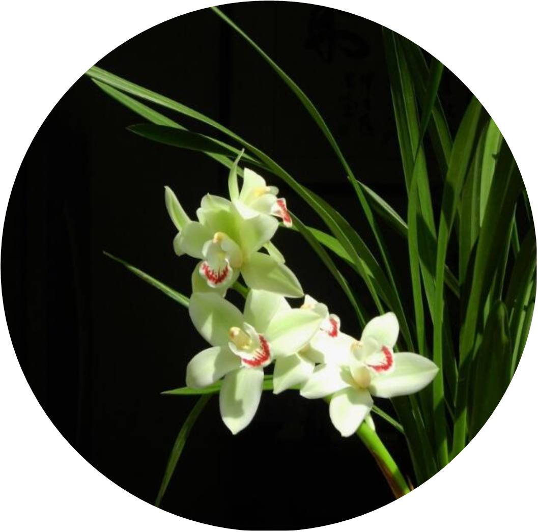 菊竹梅兰图欣赏,花中四君子的兰花图片