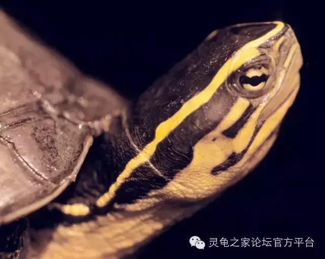 安布闭壳龟繁殖技术,安布闭壳龟要办证吗