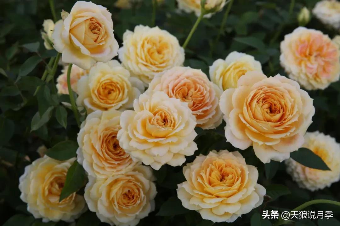 康康最厉害的时刻,康康高光合集