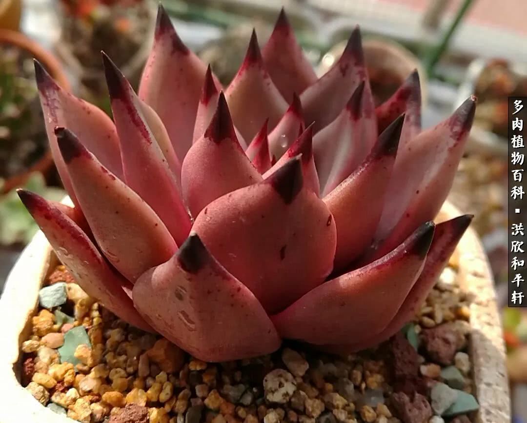 多肉的四季轮回,四季轮回多肉