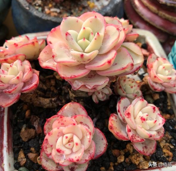 单头奶油黄桃容易爆头吗,奶油黄桃怎么养出状态