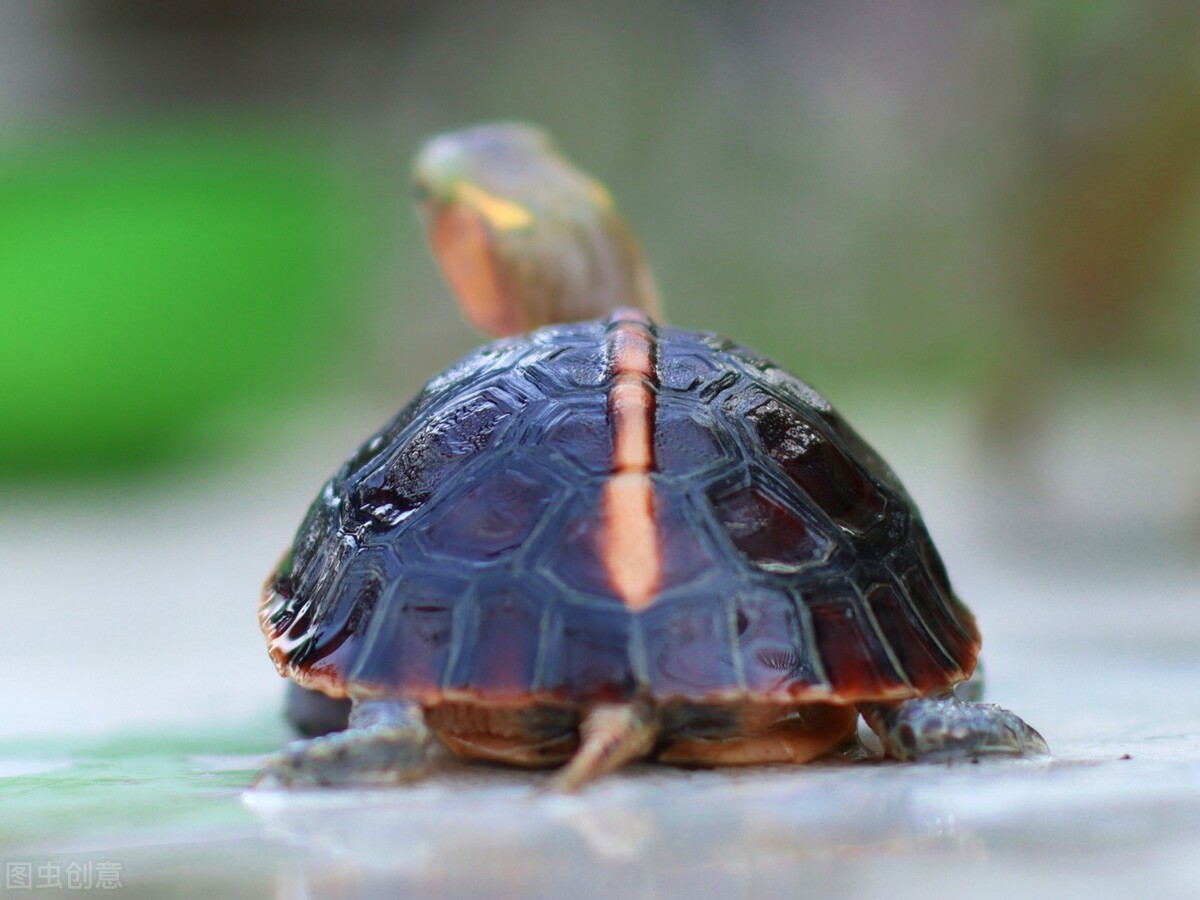 黄缘龟和红腿陆龟能一起养吗,黄缘龟是陆龟还是水龟日常怎样养