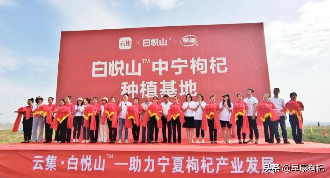 宁夏中宁县早康枸杞,早康枸杞宁夏中宁