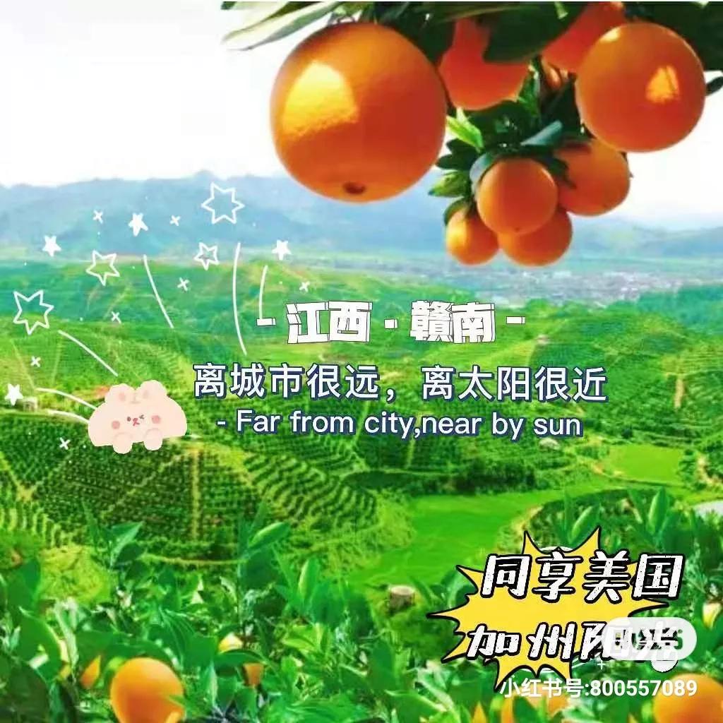 走进赣南脐橙,附近的赣南脐橙
