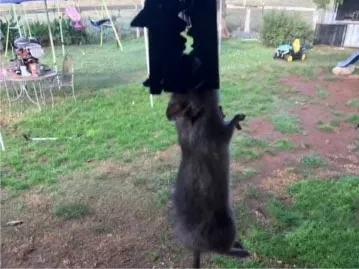 澳大利亚鼠灾事件视频,澳大利亚鼠害事件