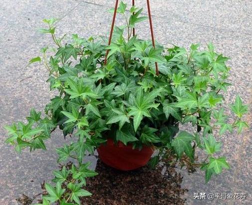 家里养殖哪些花卉可以除甲醛,家里养什么花去除甲醛